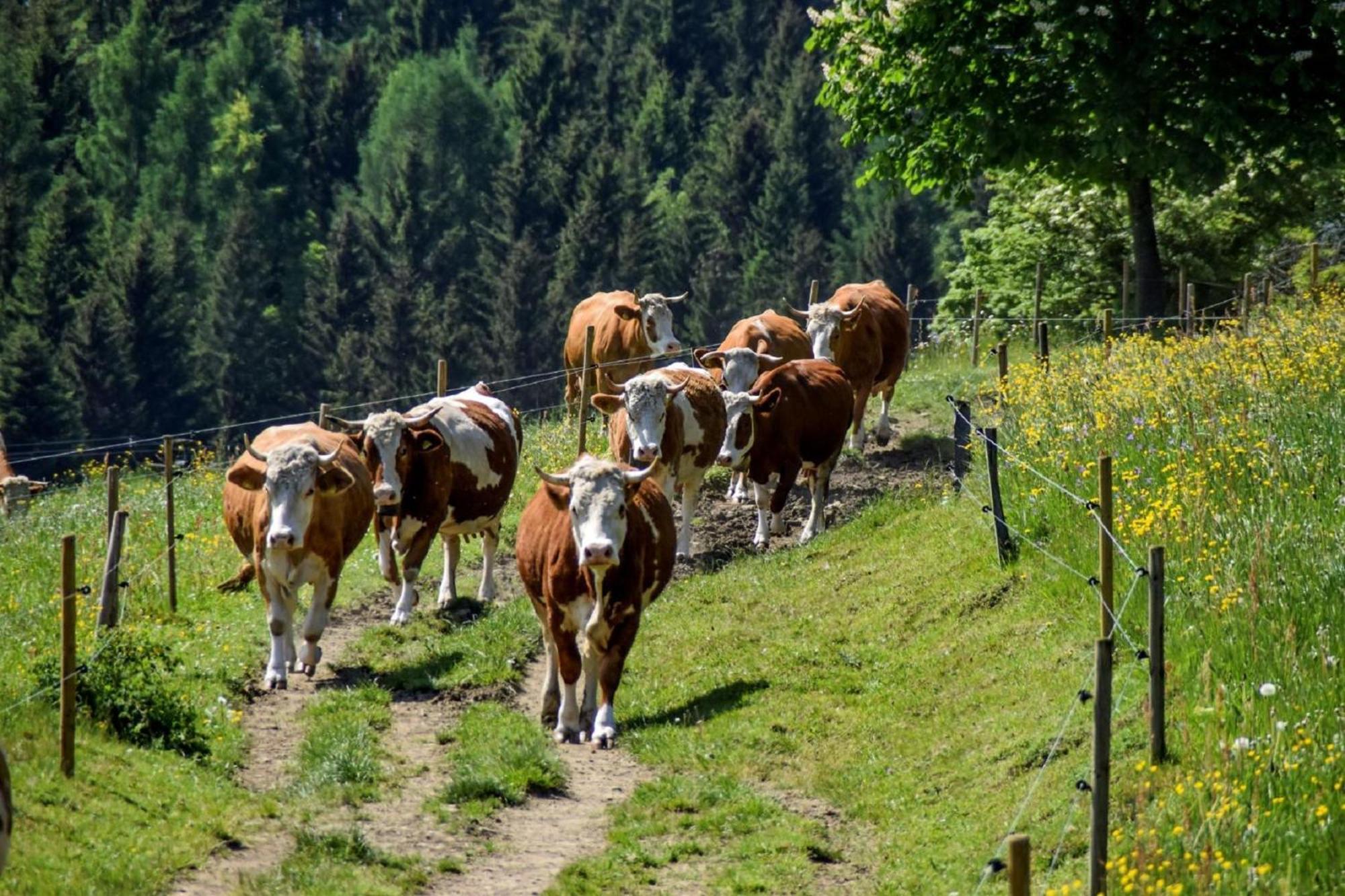 Urlaub Auf Dem Haberlhof Βίλα Lohberg Εξωτερικό φωτογραφία